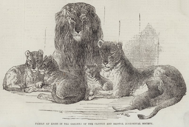 Lví rodina v zahradách Cliftonské a Bristolské zoologické společnosti od Harrison William Weir