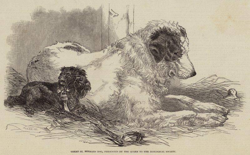 Velký svatobernardský pes, představený královnou Zoologické společnosti od Harrison William Weir