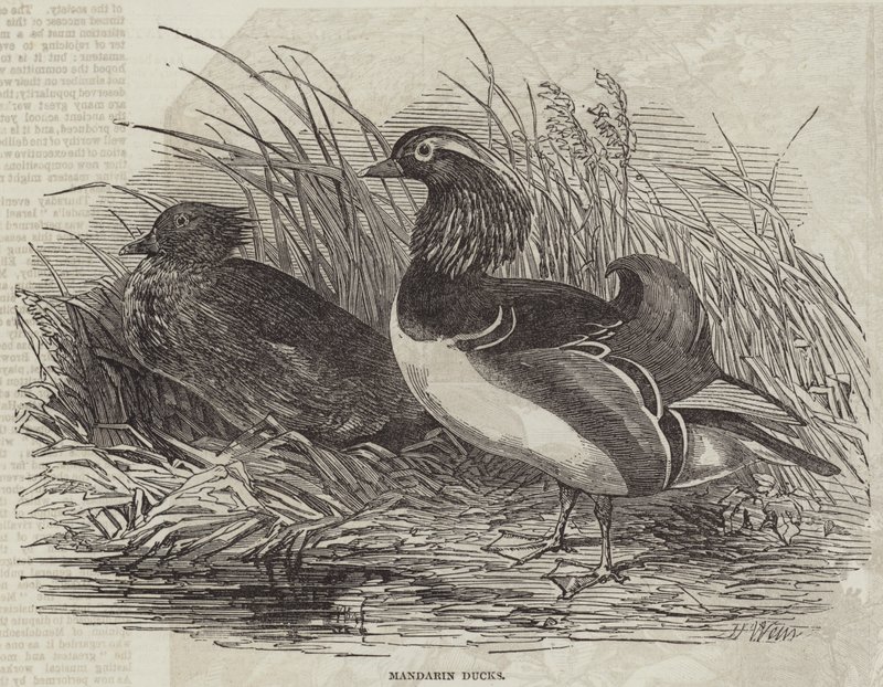 Mandarínské kachny od Harrison William Weir