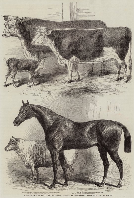 Setkání Královské zemědělské společnosti ve Worcesteru, Prize Animals od Harrison William Weir