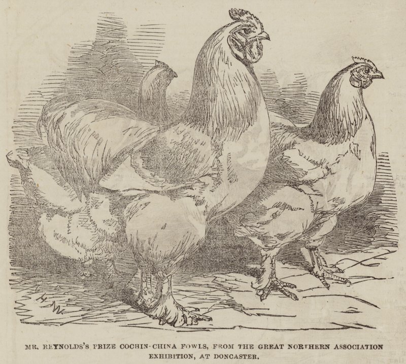Cena pana Reynoldse Cochin-China Fowls z výstavy Great Northern Association Exhibition v Doncasteru od Harrison William Weir