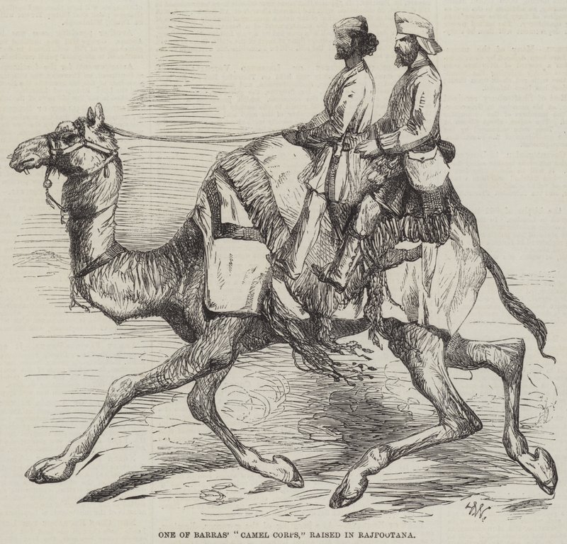 Jeden z Barrasových velbloudích sborů, vyrostlý v Rajputaně od Harrison William Weir
