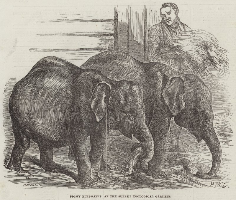 Sloní mláďata v zoologické zahradě v Surrey od Harrison William Weir