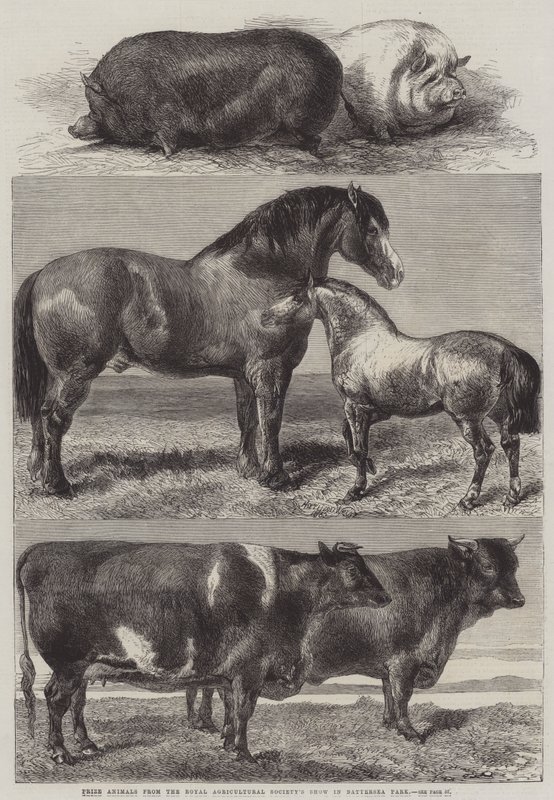 Cena zvířat z výstavy Royal Agricultural Society Show v parku Battersea od Harrison William Weir