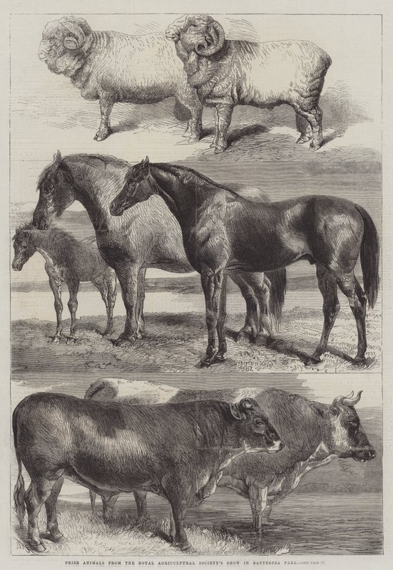 Cena zvířat z výstavy Royal Agricultural Society Show v parku Battersea od Harrison William Weir