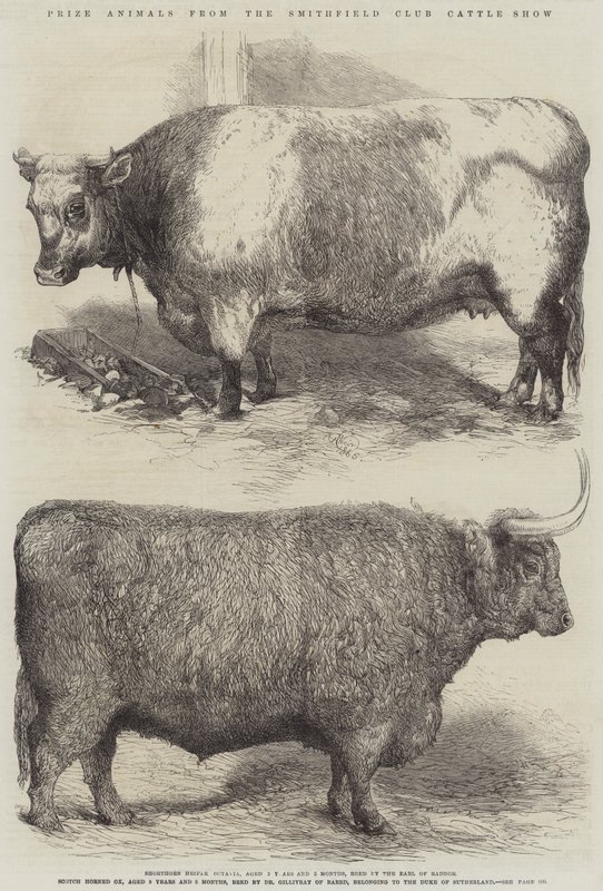 Oceněná zvířata ze Smithfield Club Cattle Show od Harrison William Weir