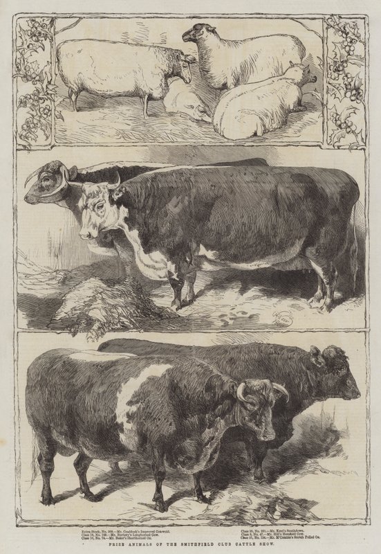 Cena zvířat na výstavě Smithfield Club Cattle Show od Harrison William Weir