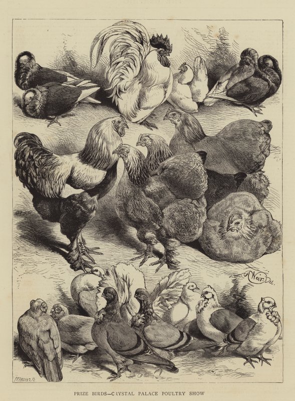 Prize Birds, Crystal Palace Poultry Show od Harrison William Weir