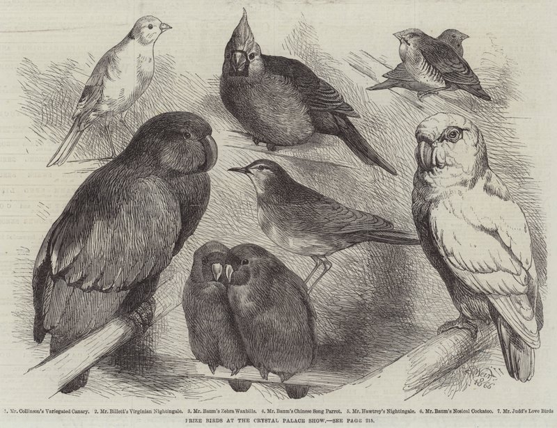 Prize Birds na Crystal Palace Show od Harrison William Weir