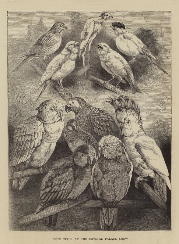 Prize Birds na Crystal Palace Show od Harrison William Weir