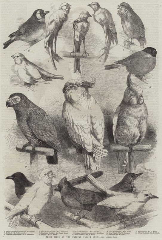 Prize Birds na Crystal Palace Show od Harrison William Weir