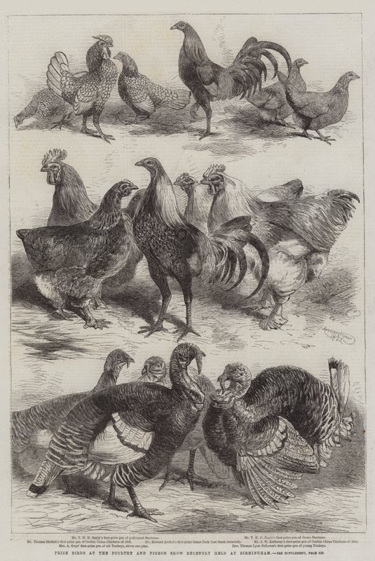 Prize Birds na Poultry and Pigeon Show, která se nedávno konala v Birminghamu od Harrison William Weir