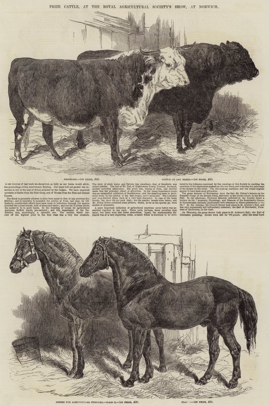 Prize Cattle na výstavě Royal Agricultural Society