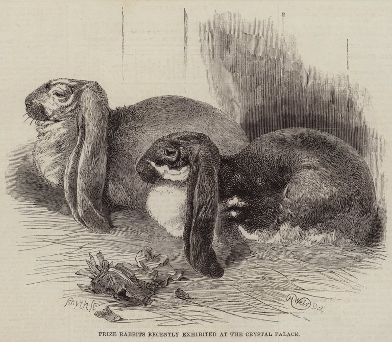 Prize Rabbits nedávno vystavení v Crystal Palace od Harrison William Weir