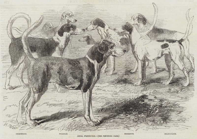 Royal Staghounds od Harrison William Weir