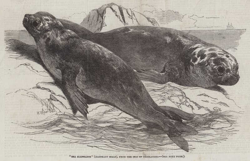 Mořští sloni (Elephant Seals), z Isle of Desolation od Harrison William Weir