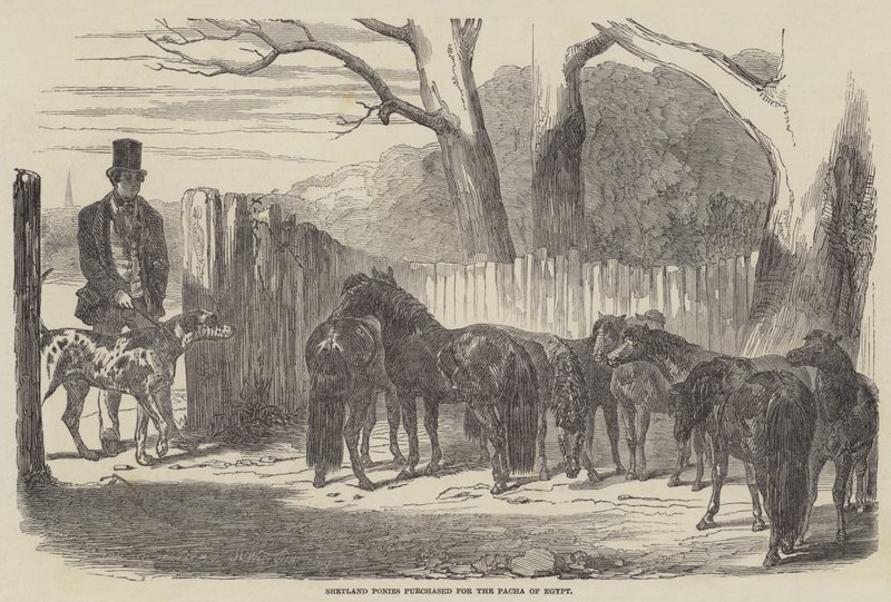 Shetlandští poníci zakoupení pro pachu z Egypta od Harrison William Weir
