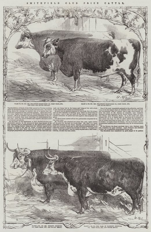 Smithfield Club Prize Cattle od Harrison William Weir