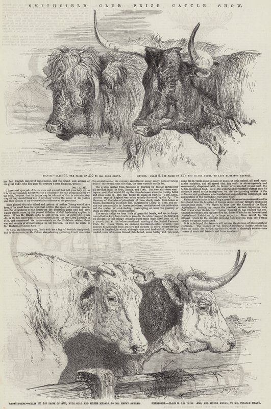 Smithfield Club Prize Cattle Show od Harrison William Weir