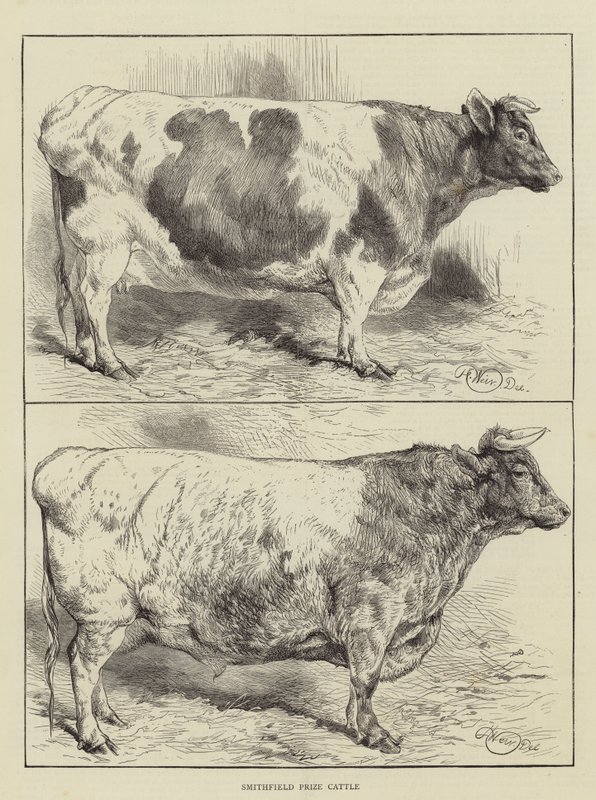 Smithfield Prize Cattle od Harrison William Weir