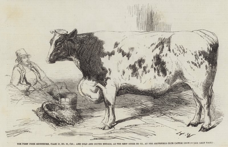 The First Prize Shorthorn, Class 10, No 89, £25; a zlatou a stříbrnou medaili, jako nejlepší steer nebo vůl, na Smithfield Club Cattle Show od Harrison William Weir