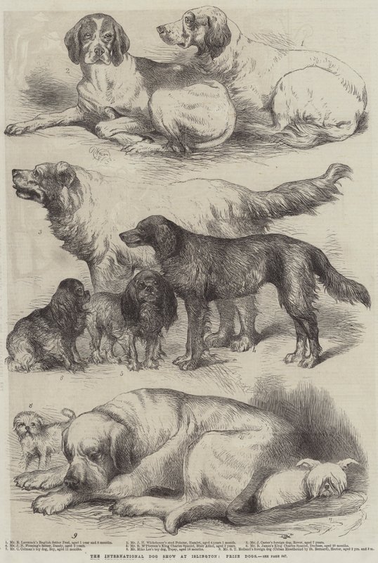 Mezinárodní výstava psů v Islingtonu, Prize Dogs od Harrison William Weir