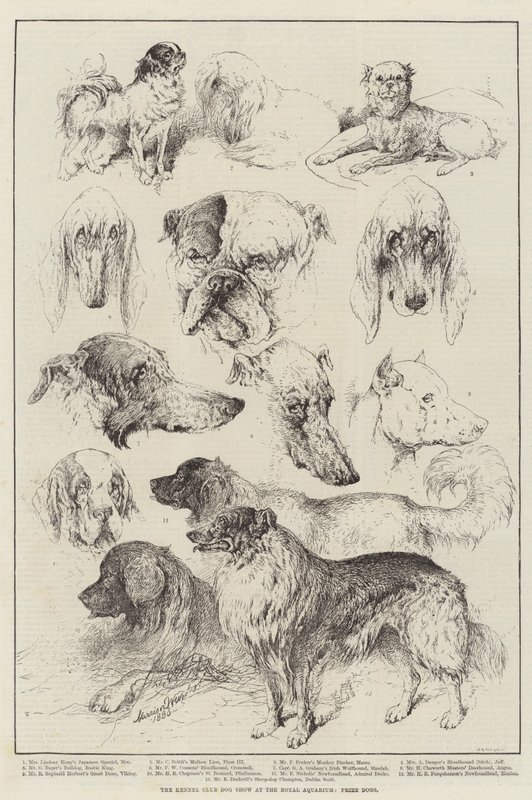 Výstava psů Kennel Club v Royal Aquarium, Prize Dogs od Harrison William Weir