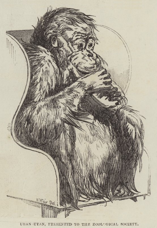 Uran-Utan, předložený Zoologické společnosti od Harrison William Weir