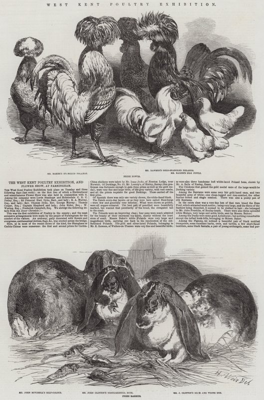 Výstava drůbeže West Kent od Harrison William Weir