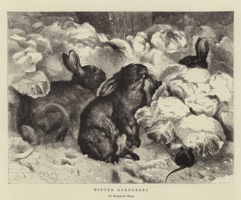 Zimní zahradníci od Harrison William Weir