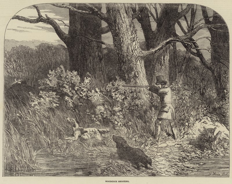 Střelba na sluku lesní od Harrison William Weir