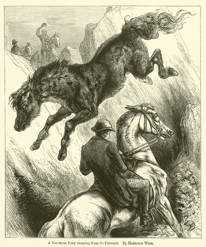 Dartmoorský poník utíkající před svými pronásledovateli od Harrison William Weir