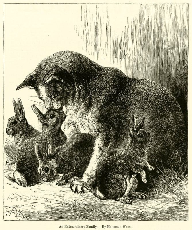 Výjimečná rodina od Harrison William Weir