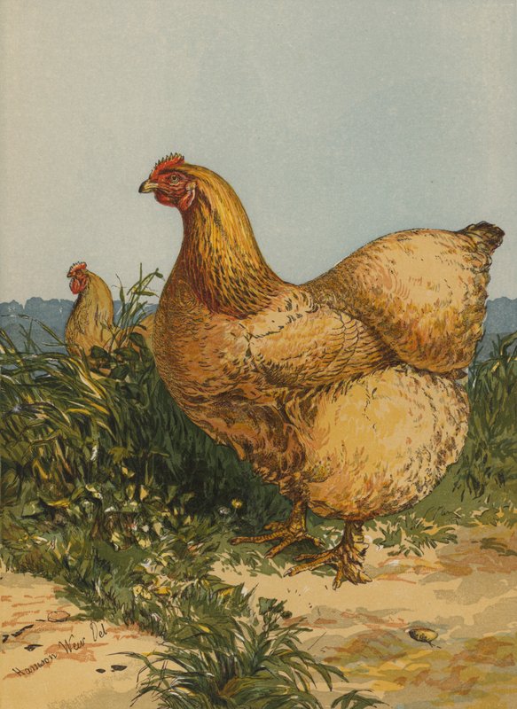 Buff Cochin Hen (chromolitho) od Harrison William Weir