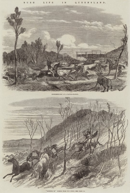 Život v buši v Queenslandu od Harrison William Weir