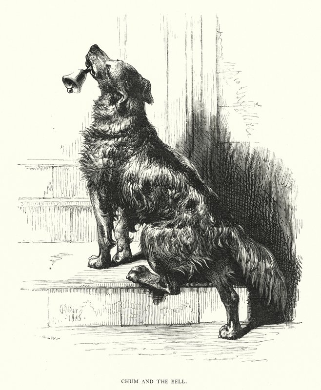 Chum and the bell (rytina) od Harrison William Weir