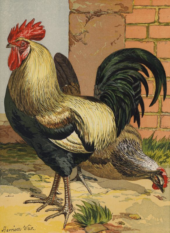 Barevní dorkingové (chromolitho) od Harrison William Weir