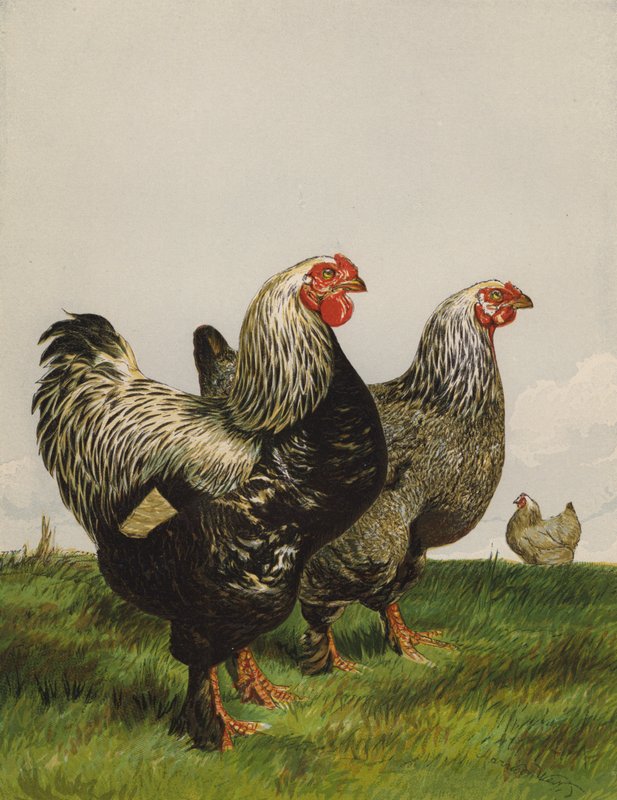 Dark Brahmas (chromolitho) od Harrison William Weir
