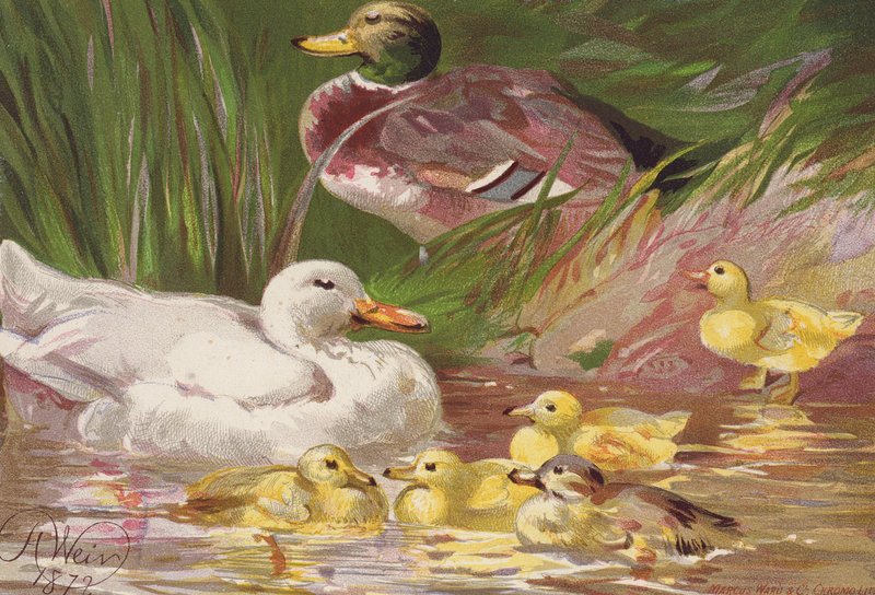 Kachny a kachňata (barevná litografie) od Harrison William Weir