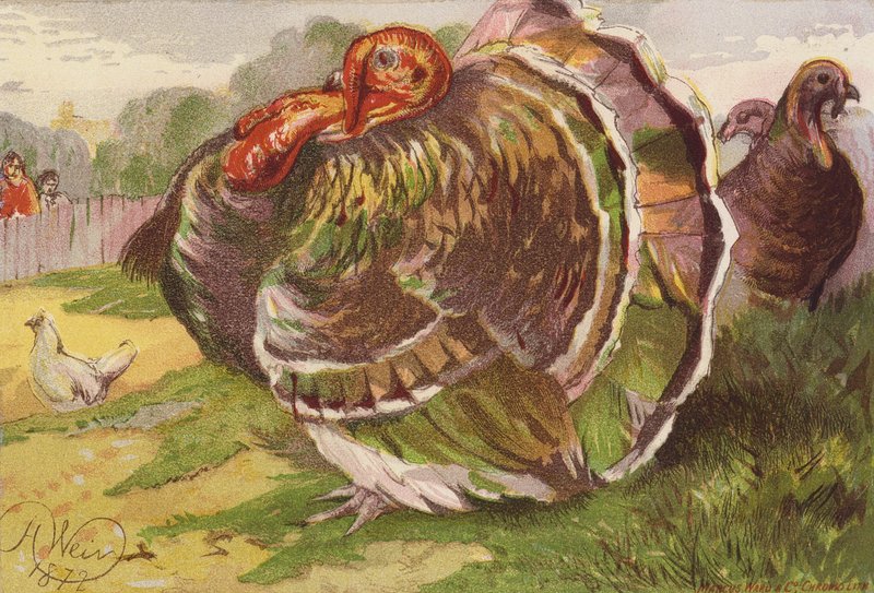 Rozzuřený krocan (barevná litografie) od Harrison William Weir