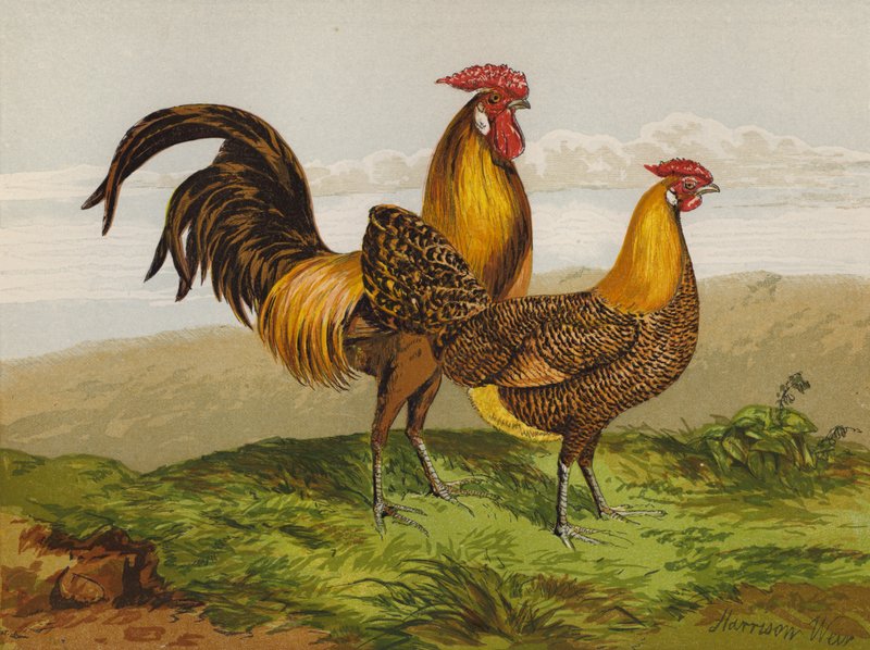 Hamburky se zlatou tužkou (chromolitho) od Harrison William Weir