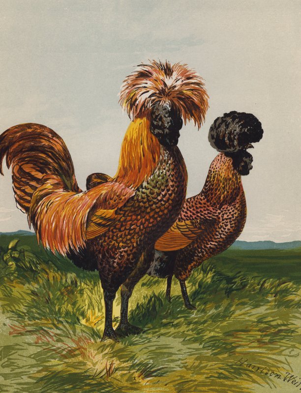 Zlatá polština (chromolitho) od Harrison William Weir