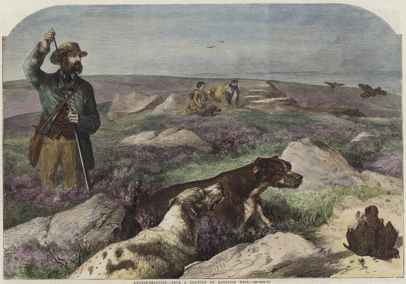 Odstřel tetřeva od Harrison William Weir