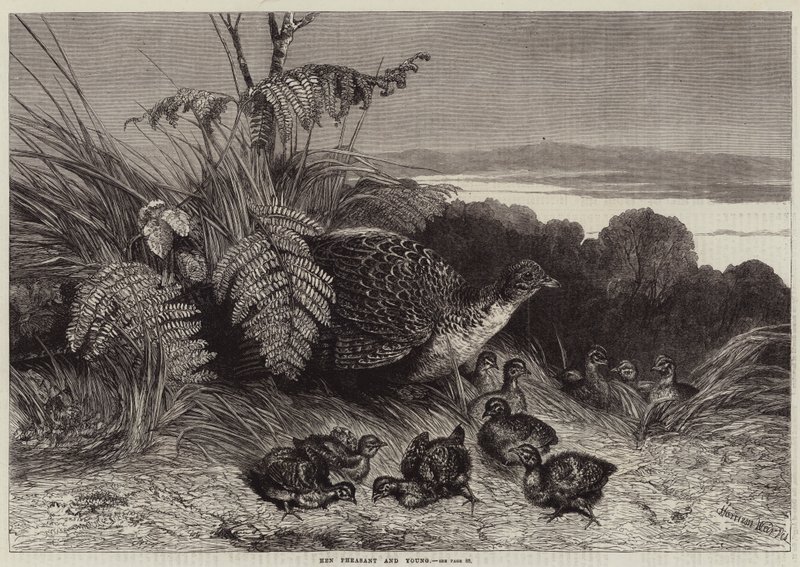 Slepice Bažant a mladý od Harrison William Weir