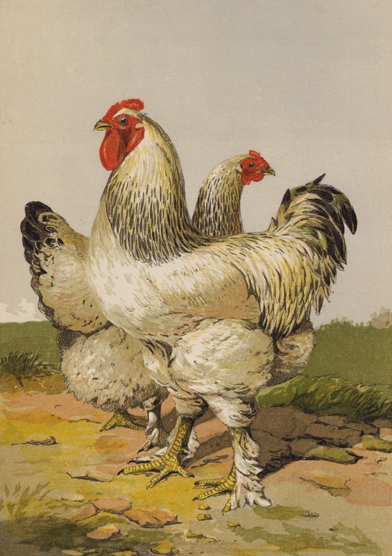 lehký brahmas (chromolitho) od Harrison William Weir