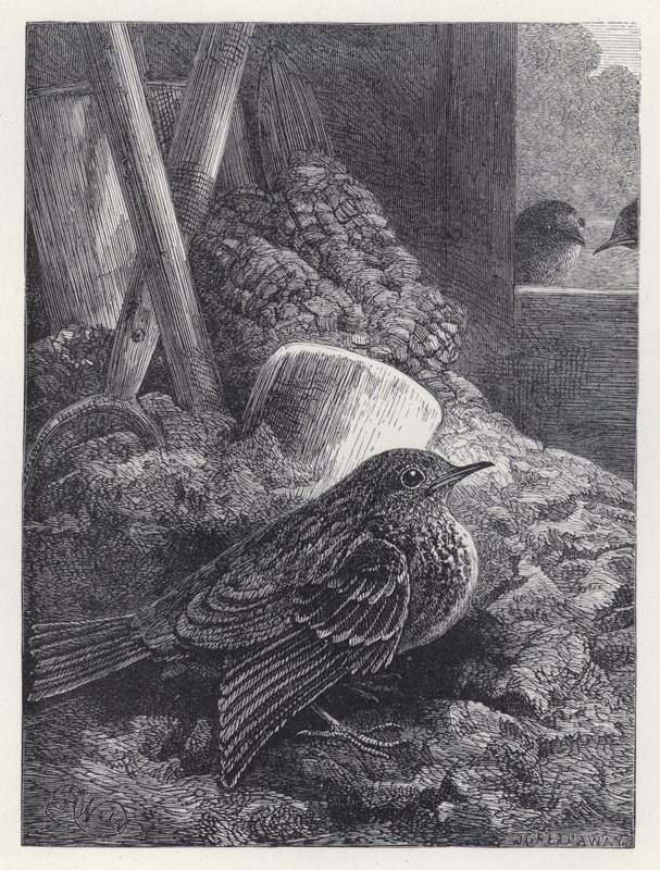 Little Robin Safely Housed (rytina) od Harrison William Weir