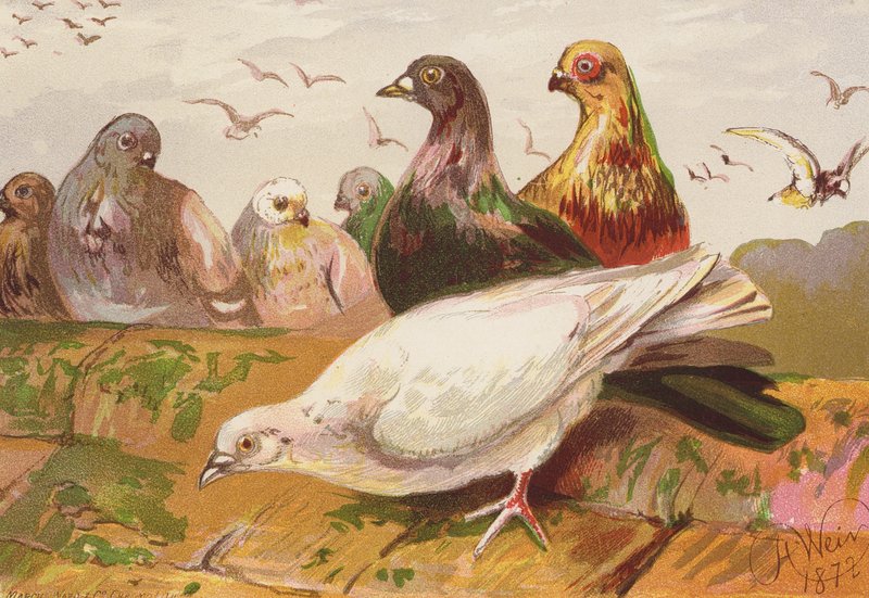 Holubi (barevná litografie) od Harrison William Weir