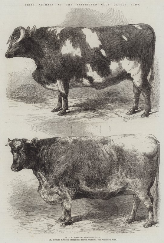 Cena zvířat na Smithfield Club Cattle Show od Harrison William Weir