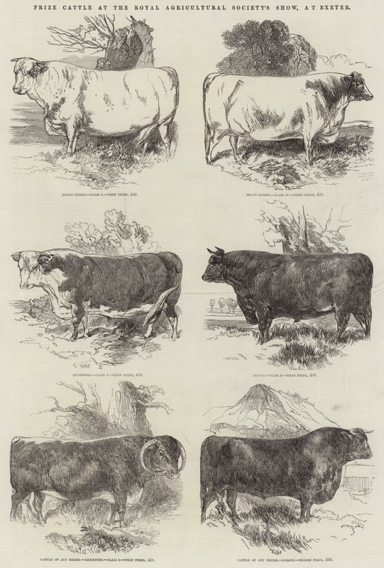 Prize Cattle na výstavě Royal Agricultural Society
