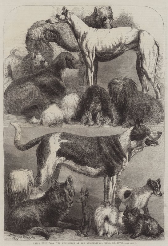 Cena psů z výstavy v Agricultural Hall, Islington od Harrison William Weir
